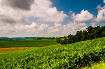 Corn field and rolling hills in rural York County, Pennsylvania.