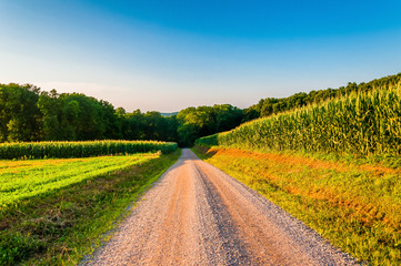 Fototapeta na wymiar Corn fields along a dirt road in rural York County, Pennsylvania