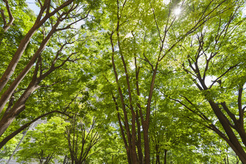 Obraz premium 新緑の新宿高層ビル街