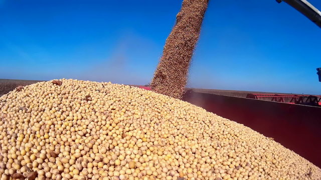 Harvested soybean