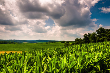 Cornfield and rolling hills of rural Southern York County, Penns