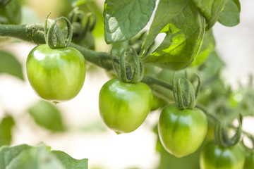 青いミニトマト