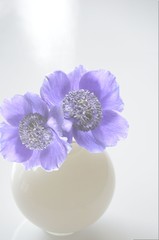 anemone