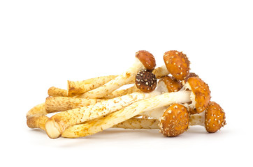 Zugitake mushroom