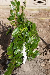 地鎮祭　盛り砂