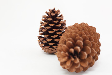 pine cones