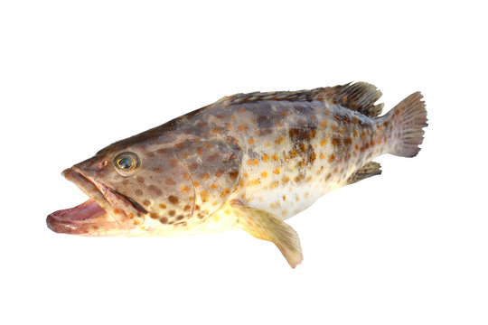 Grouper Fish