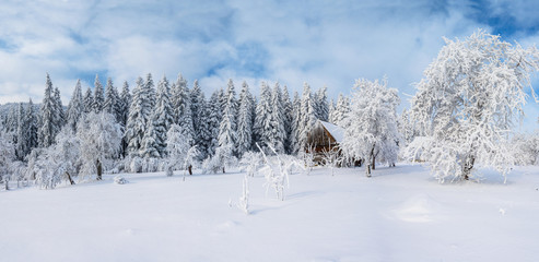 Obraz premium trees in winter