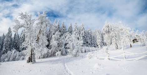 Fototapeta na wymiar beautiful tree in the snow on a sunny winter day