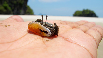 The little crab in the big hand.