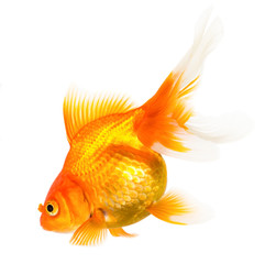 Gold fish