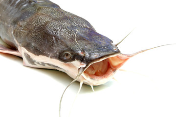 fresh catfish