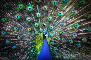 Fototapeta premium Portrait of beautiful peacock with feathers out.