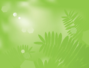 Green Fern © koryaba