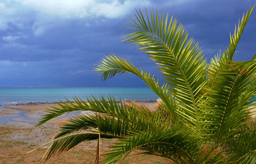 Palm tree growing on the sea shore on the island of Corfu.