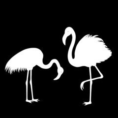 Pair of flamingos