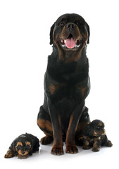 rottweiler and puppies