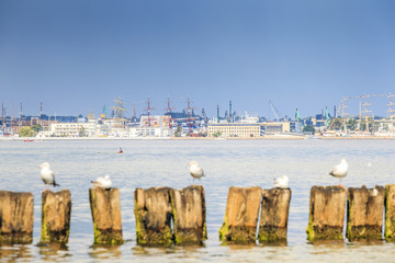 Fototapeta premium Seagulls in Gdynia, The Baltic Sea