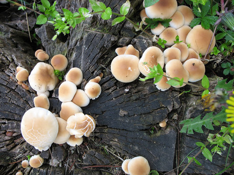 Hypholoma Fasciculare nel bosco