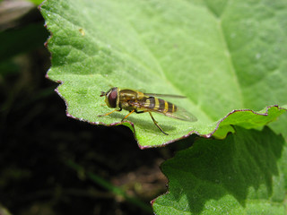 Episyrphus Balteatus