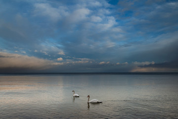 Fototapeta premium Sea and swans..