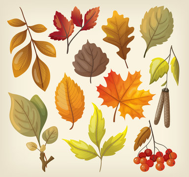 Set of colorful isolated autumn leaves.
