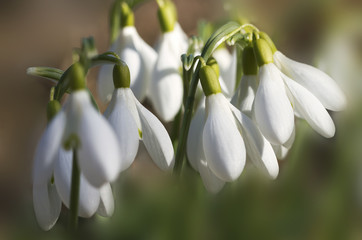 Growing snowdrops.