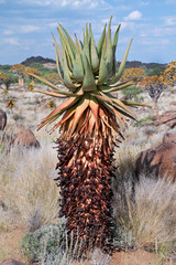 Mopane Aloe