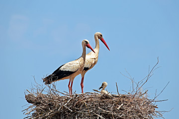 White storks with  young baby stork on the nest © Nataraj