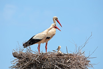 White storks with  young baby stork on the nest