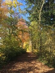 Naklejka premium Waldweg im Herbst