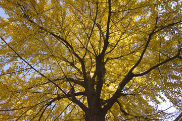 Fototapeta premium Ginkgo