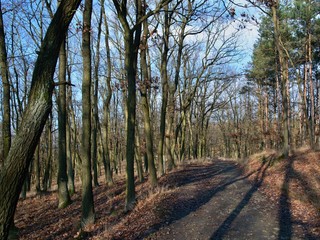 Sunny forest