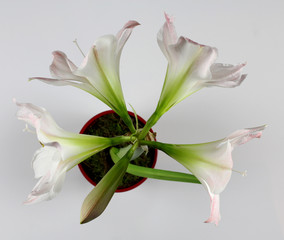 Beautiful flowers amaryllis bloom