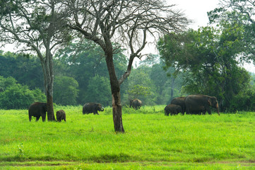 Fototapeta premium Elephant