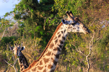 Giraffe in close up in african landscape