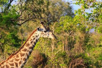 Giraffe in close up in african landscape