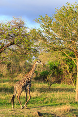 Giraffe walking through a typical african landscape