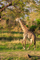 Giraffe walking through a typical african landscape