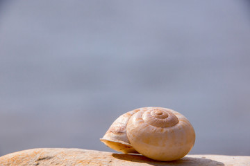 snail house (53)