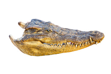Crocodile head on white background