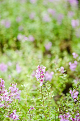 Field of orchid flower. Blured background