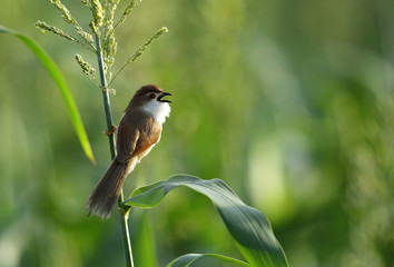 Beautiful yellow eyed babbler
