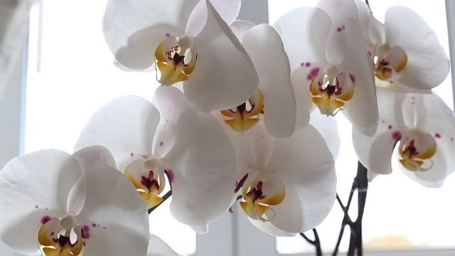 white orchid blooms