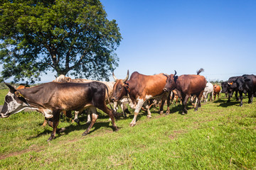 Fototapeta na wymiar Cattle Herd Animals