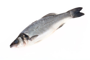 fresh sea bass on a light background