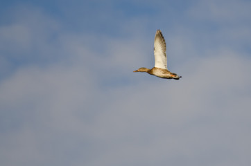 Naklejka premium Female Mallard Duck Flying in a Cloudy Sky
