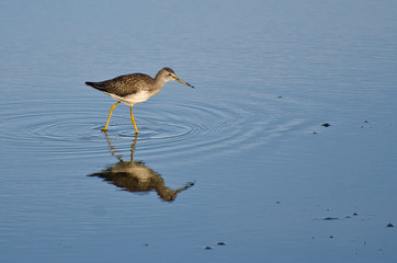 Lone Sandpiper in Shallow Water