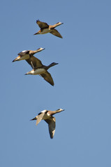 American Wigeons Flying in a Blue Sky