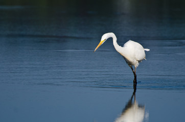 Great Egret Hunting for Fish